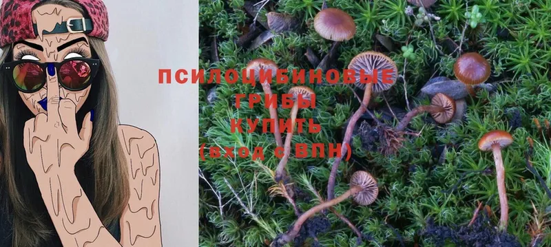 купить  сайты  Бутурлиновка  Галлюциногенные грибы Psilocybine cubensis 